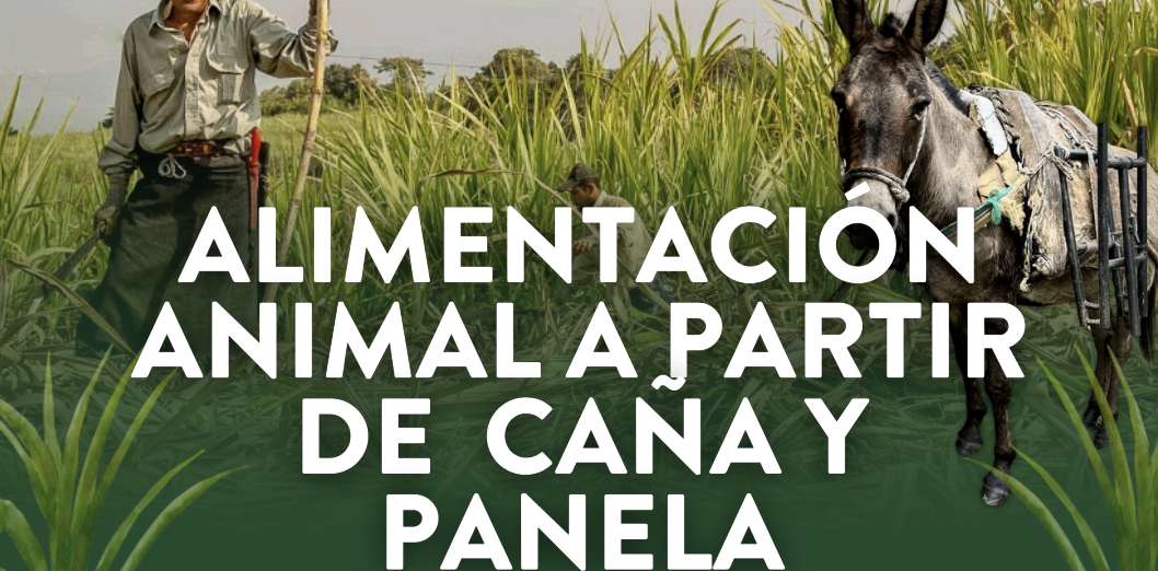 Alimentación Animal a partir de caña y panela